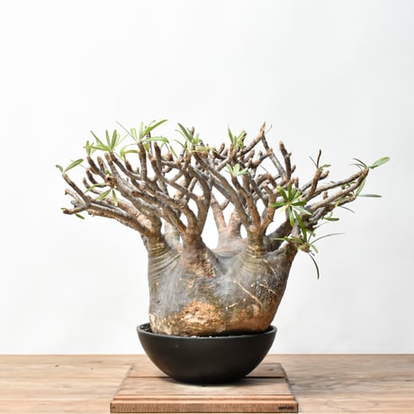 CATEGORY グラキリス | RAFLUM / ラフラム｜東京、大阪の塊根植物