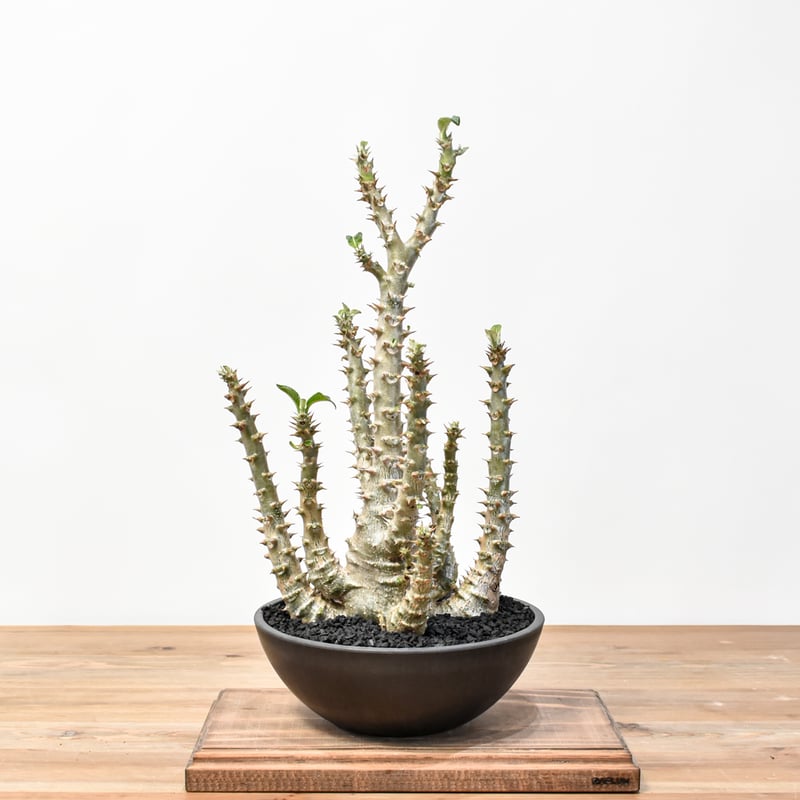 RAFLUMコレクション】パキポディウム ウィンゾリー 