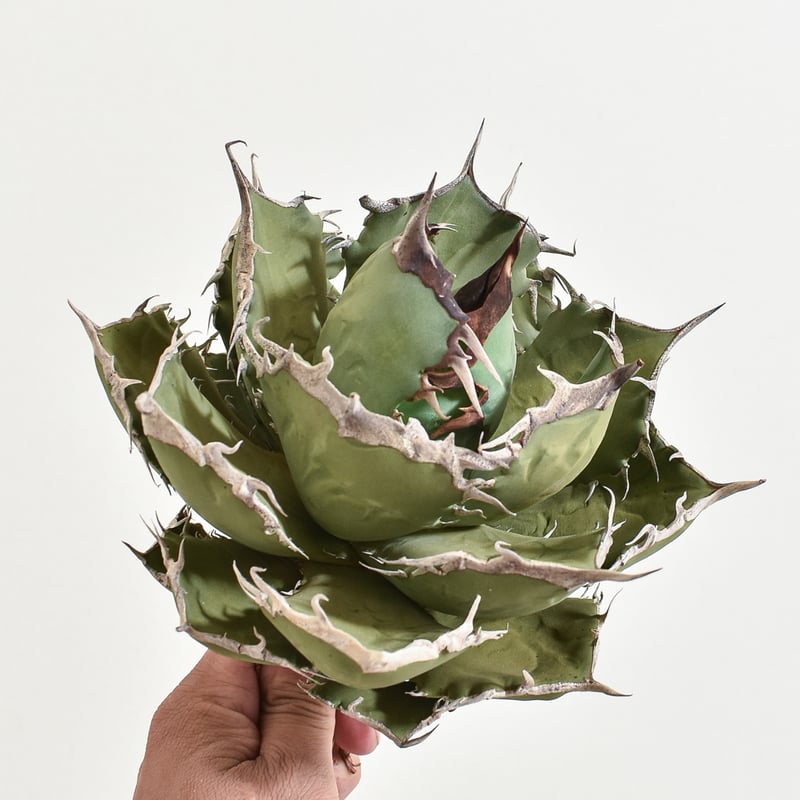 アガベ チタノタ 