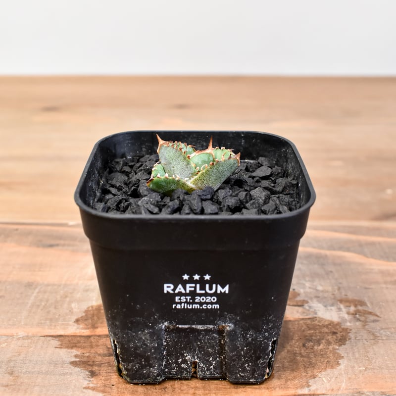 アガベ チタノタ ホオジロザメ 