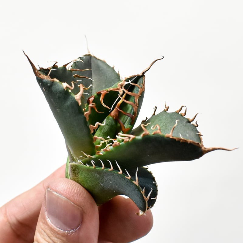 RAFLUMコレクション】アガベ チタノタ 