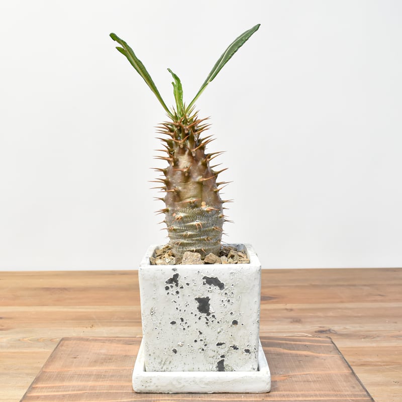 パキポディウム アンボンゲンセ【実生】RFHK25011164(T) | RAFLUM / ラ