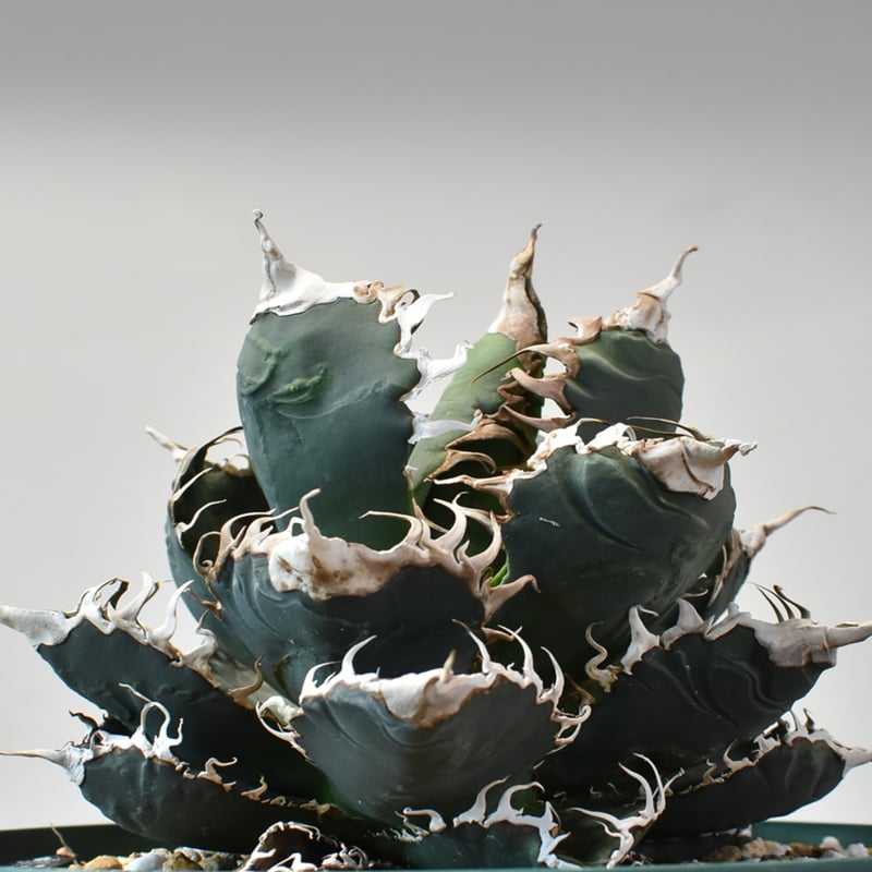 RAFLUMコレクション】アガベ チタノタ 