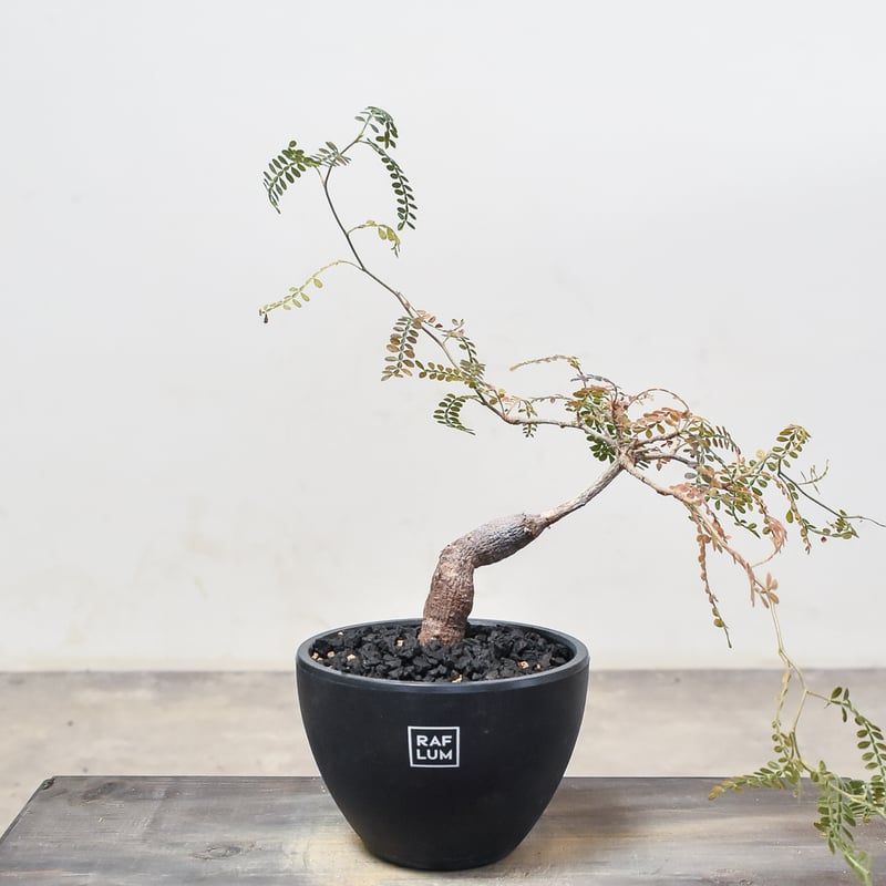 オペルクリカリア ヒファエノイデス （実生株）RF230367 | RAFLUM