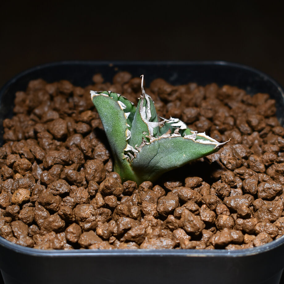 アガベ チタノタ 