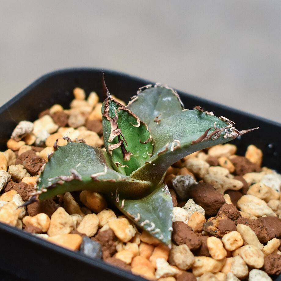 アガベ チタノタ 