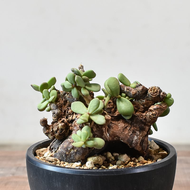 ケラリア ピグマエア 【発根済】B | RAFLUM / ラフラム｜東京、大阪の