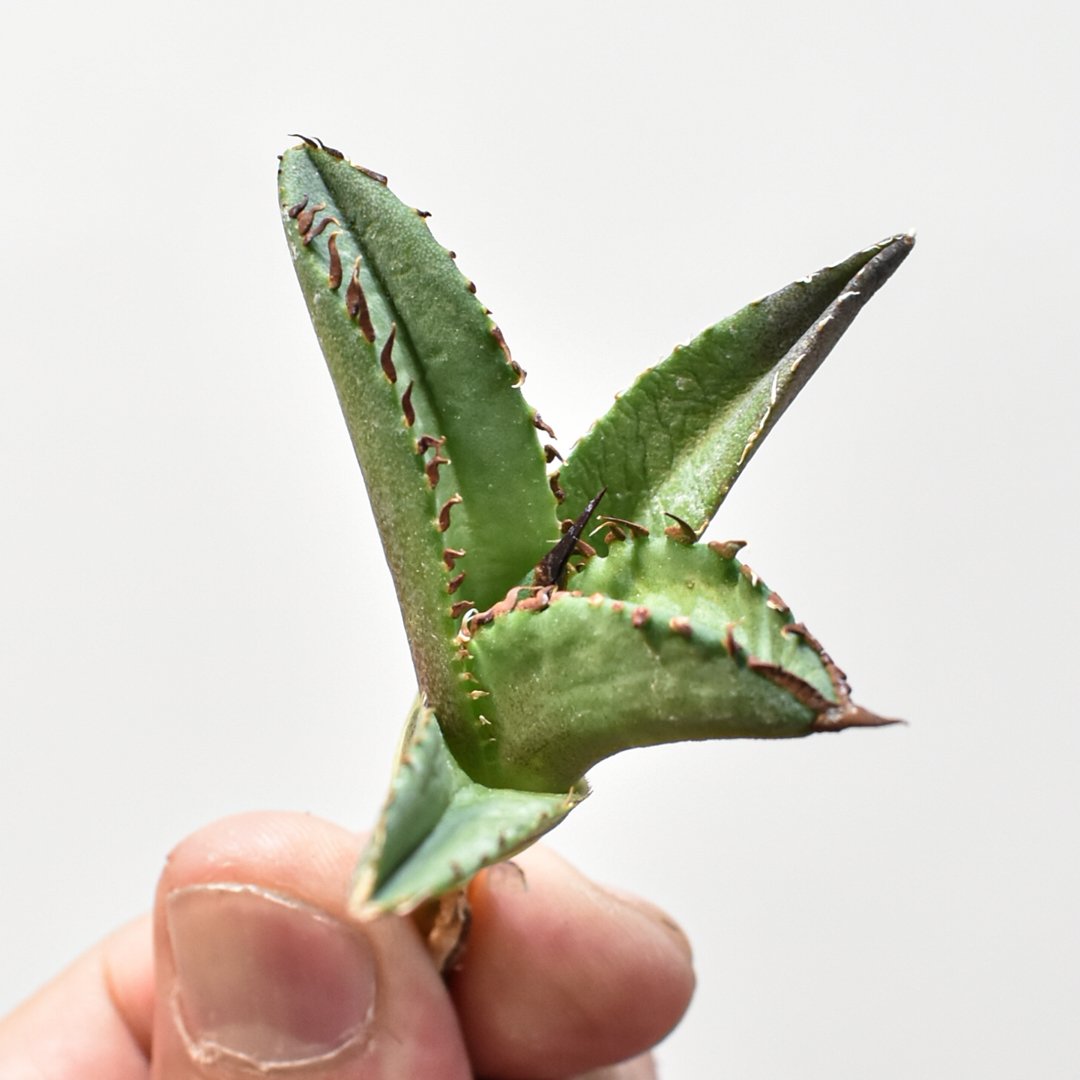 アガベ チタノタ DENNIS040 