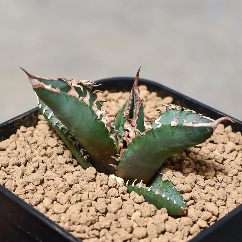 アガベ チタノタ ホワイトファイヤー 