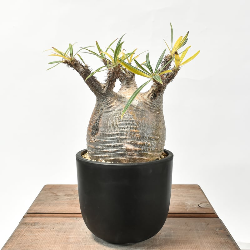 パキポディウム グラキリス 【現地球/発根済み】HK2402614 | RAFLUM