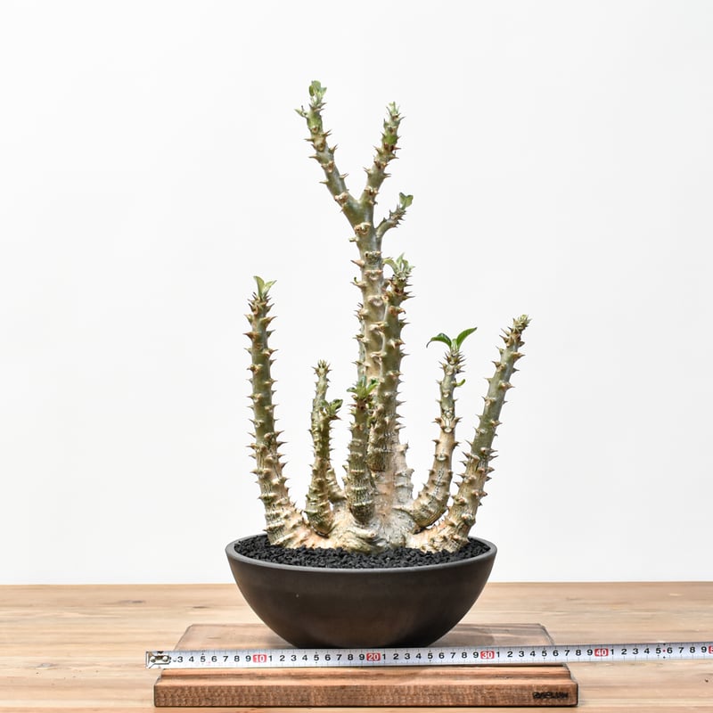 RAFLUMコレクション】パキポディウム ウィンゾリー 