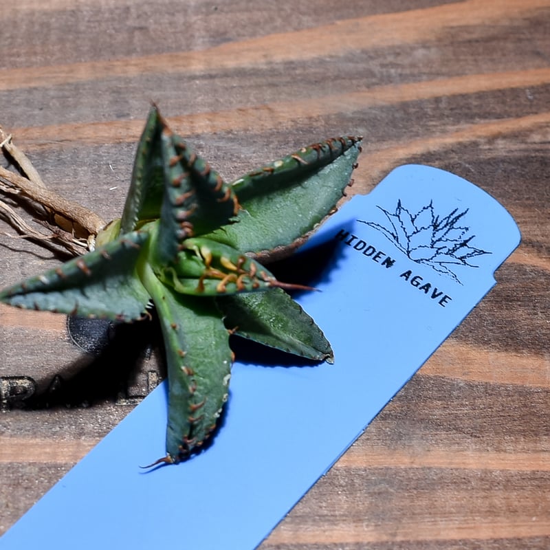 ユタエンシス エボリスピナ×ブラックアンドブルー【カリフォルニア産