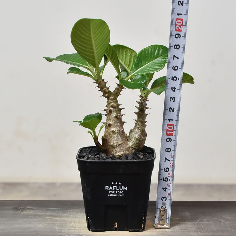 パキポディウム ウィンゾリー （実生）RF231540 | RAFLUM / ラフラム