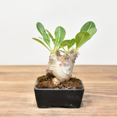 CATEGORY イノピナツム | RAFLUM / ラフラム｜東京、大阪の塊根植物