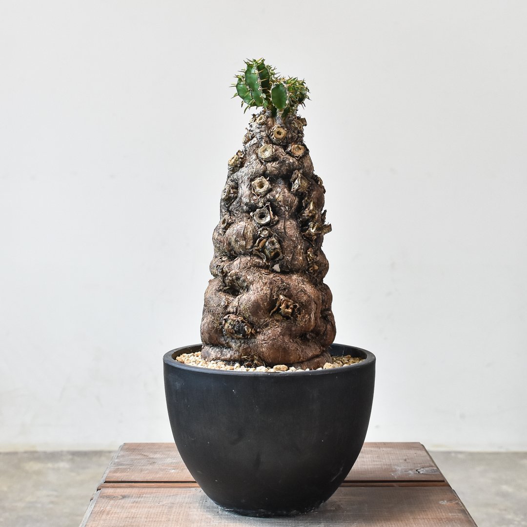 ユーフォルビア ムランジーナ 【発根済み】GM2402120(T) | RAFLUM