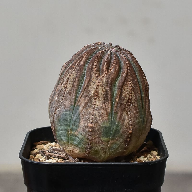 ユーフォルビア オベサ /オールド オベサ （発根済み）RF230386