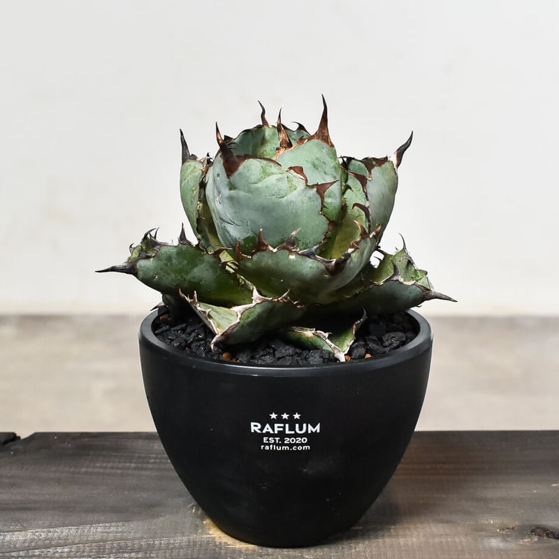 アガベ チタノタ ブラックアンドブルー 