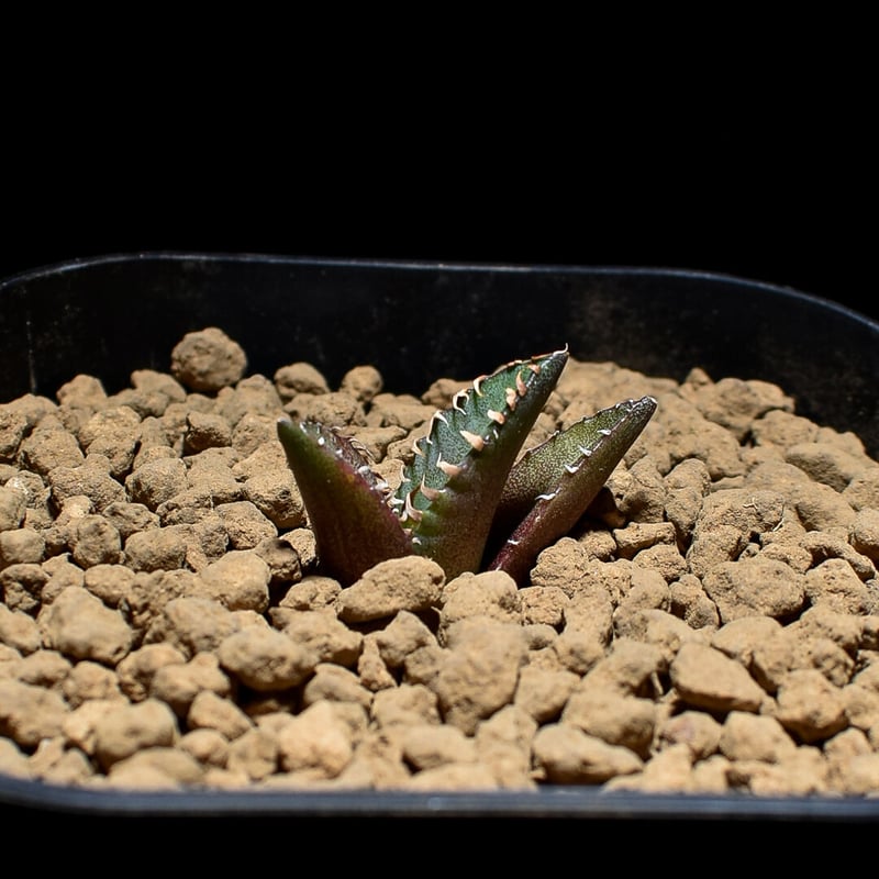 アガベ チタノタ 