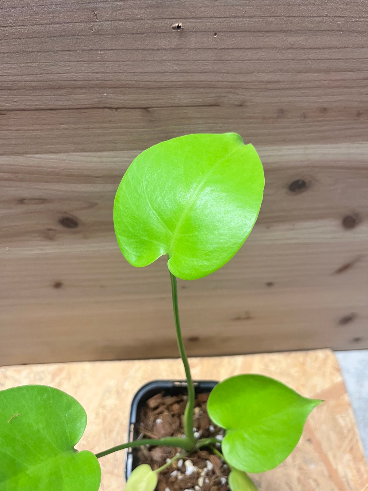 モンステラ デリシオーサ ゴールドリーフ | GREEN LUCK