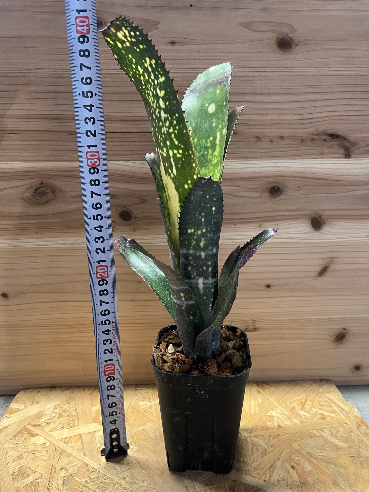 ビルベルギア メリーモナーク | GREEN LUCK