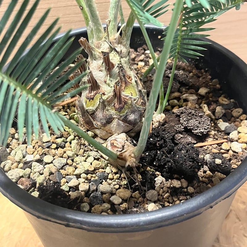 ディオーン エデュレ | GREEN LUCK