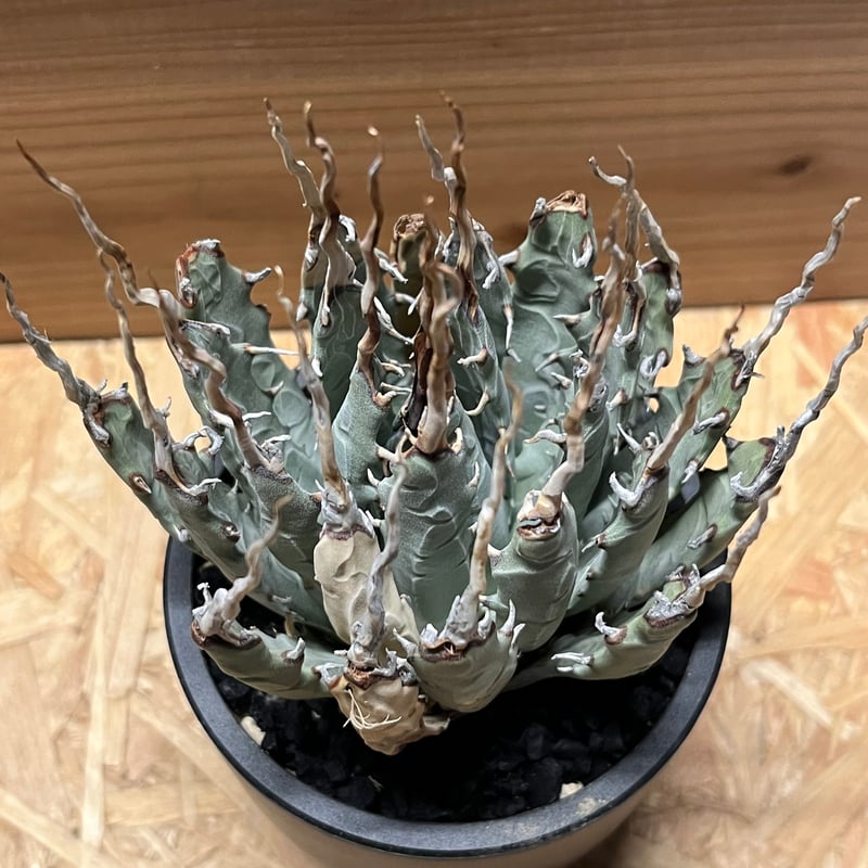 アガベ ユタエンシス エボリスピナ 陽炎 発根済み | GREEN LUCK