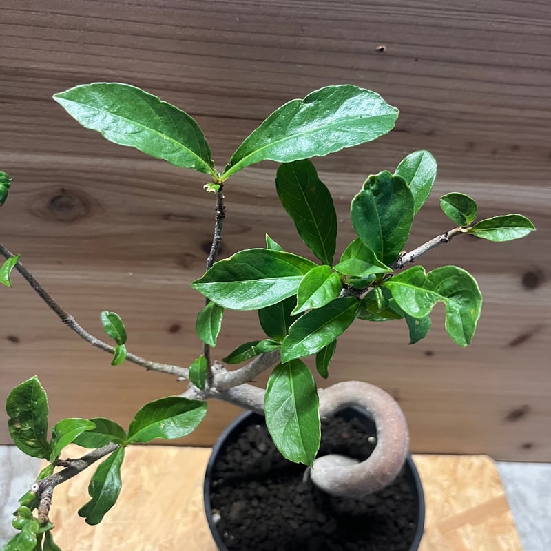 アダンソニア ディギタータ バオバブ | GREEN LUCK