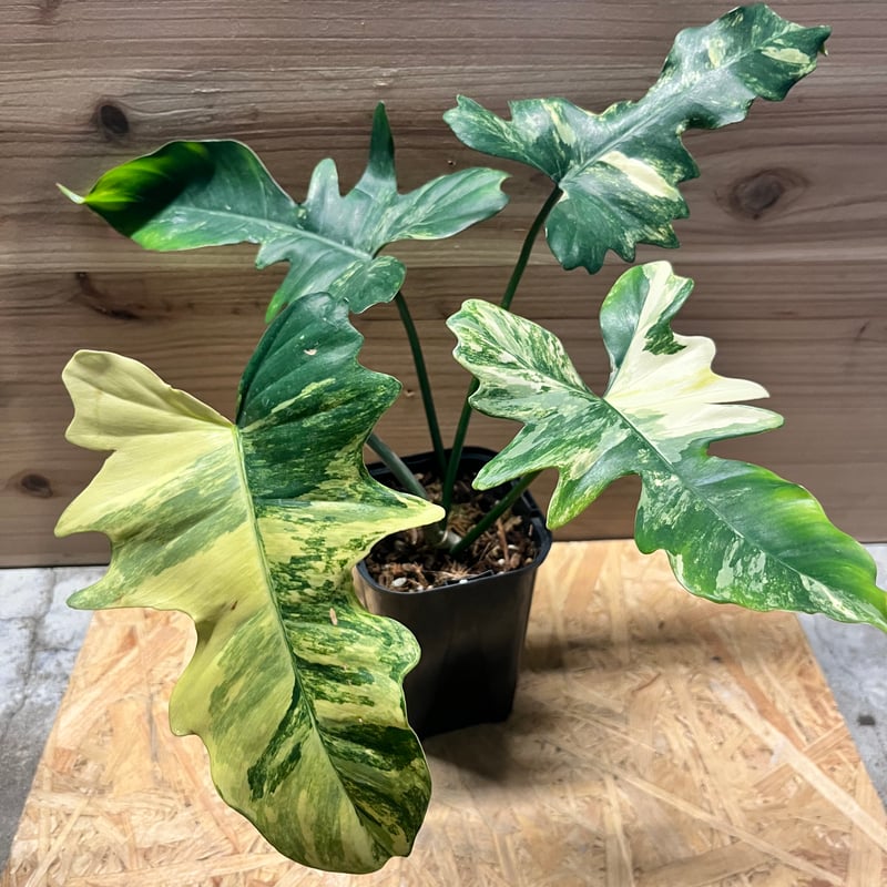 フィロデンドロン キティナ （フロリダビューティー×マヨイ） | GREEN LUCK