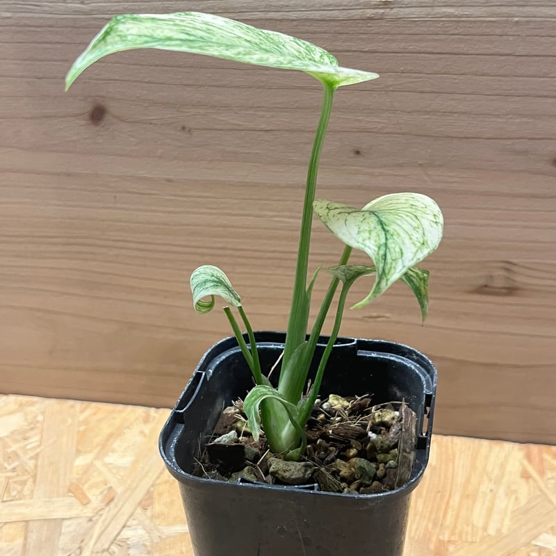 モンステラ デリシオーサ ミント | GREEN LUCK