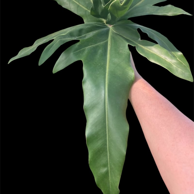 フィロデンドロン ソノラ | GREEN LUCK
