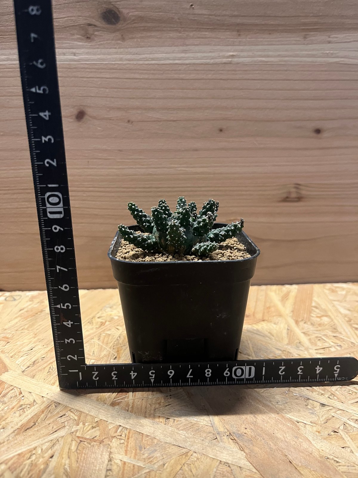 トーマス ギラウミニアナ種子 35粒 トーマス ギラウミニアナ種子 35粒