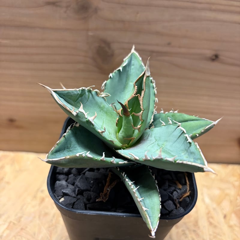 アガベ チタノタ オテロイ オアハカ実生 | GREEN LUCK