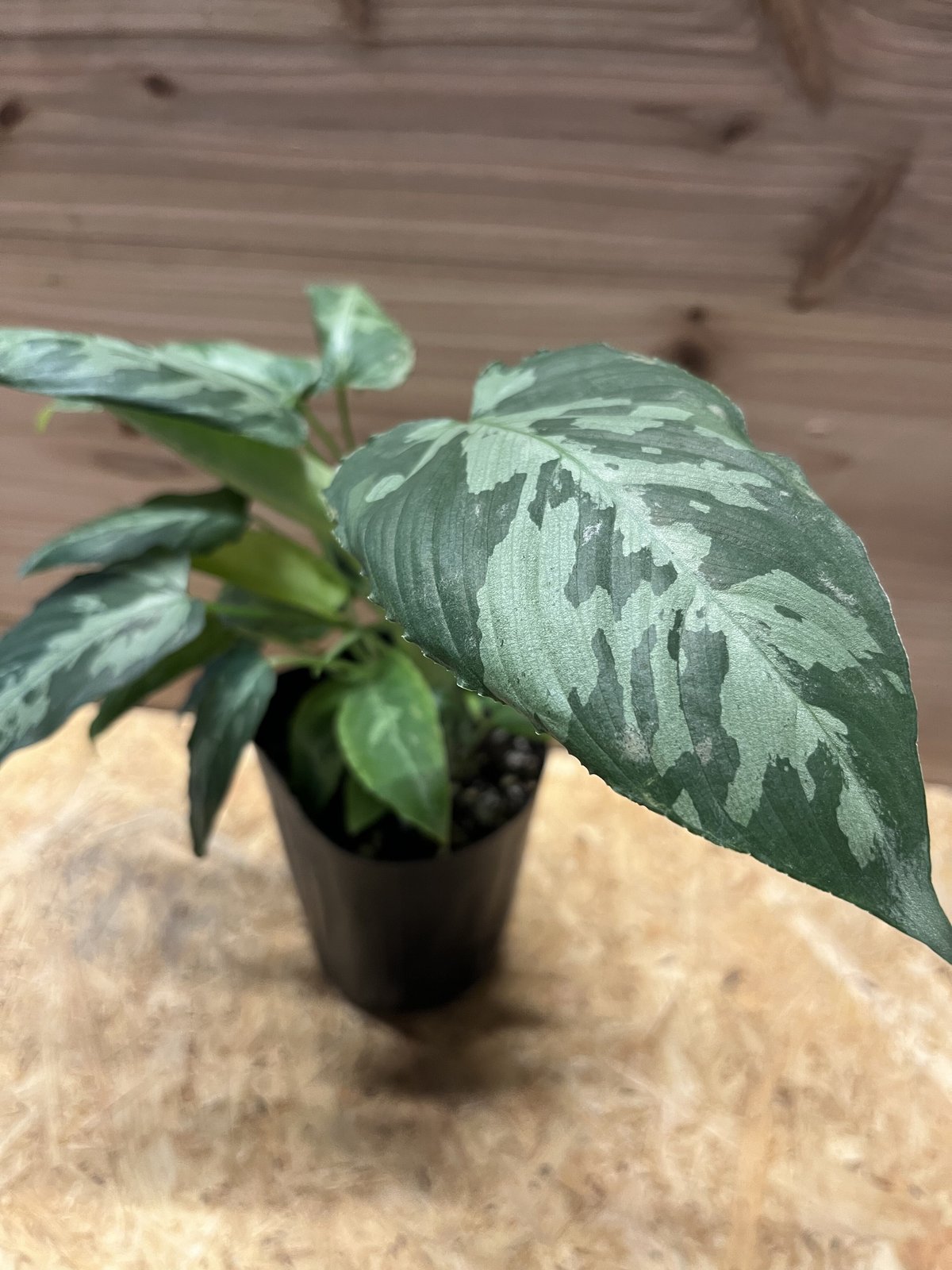 スキスマトグロッティス スコルテクニー | GREEN LUCK