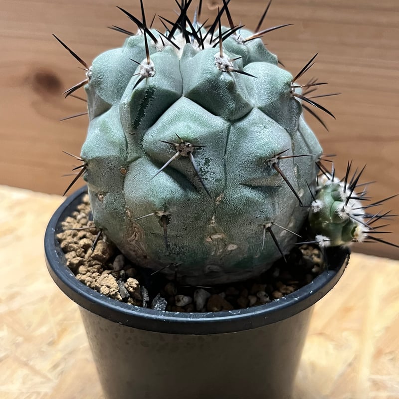 コピアポア シネレア 黒王丸 実生 | GREEN LUCK