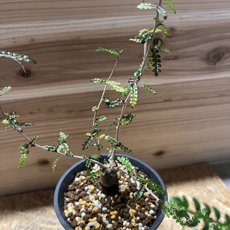 オペルクリカリア デカリー | GREEN LUCK