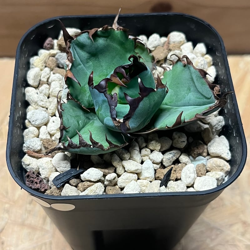 アガベ チタノタ ブルーボール | GREEN LUCK