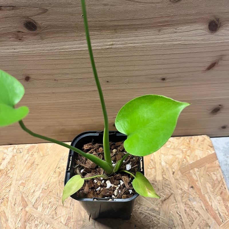 モンステラ デリシオーサ ゴールドリーフ | GREEN LUCK