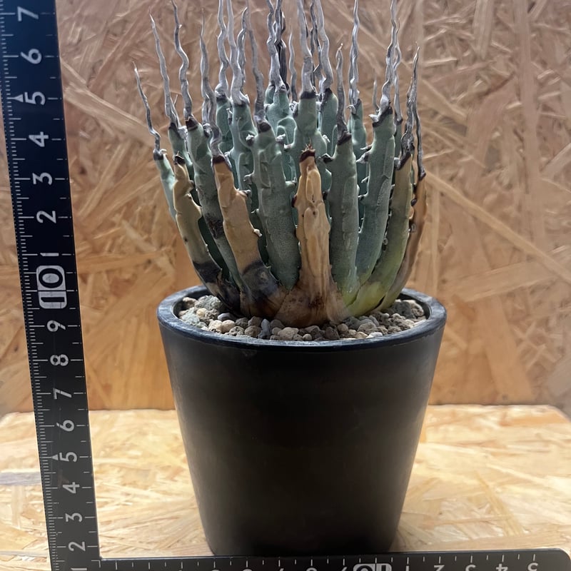 アガベ ユタエンシス エボリスピナ 陽炎 未発根 | GREEN LUCK