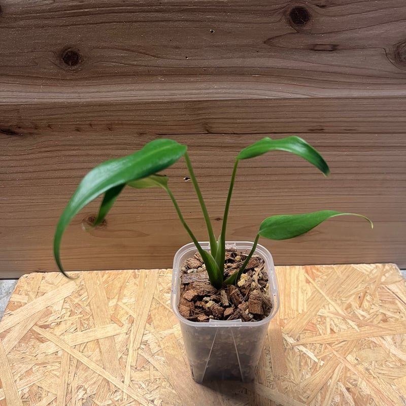 モンステラ バールマルクスフレーム | GREEN LUCK