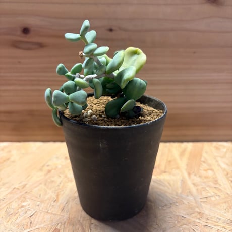 ケラリアピグマエア ケラリアピグマエア | STORES