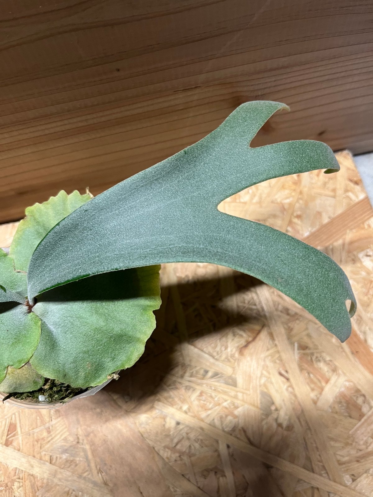 ビカクシダ ウィリンキー×ベイチー | GREEN LUCK