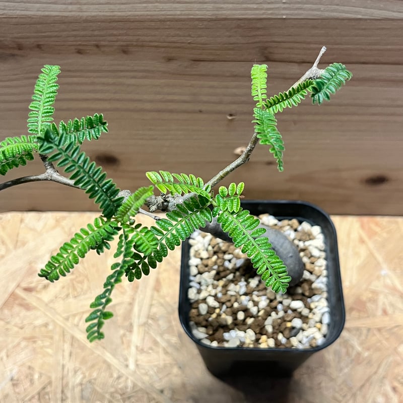 オペルクリカリア ヒファエノイデス | GREEN LUCK