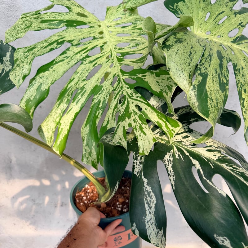 モンステラ デリシオーサ 'バルバソー' | GREEN LUCK