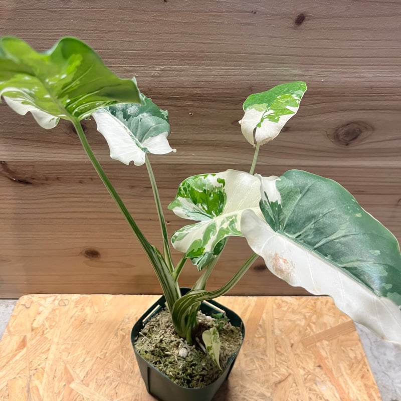 アロカシア オドラ クワズイモ 斑入り | GREEN LUCK