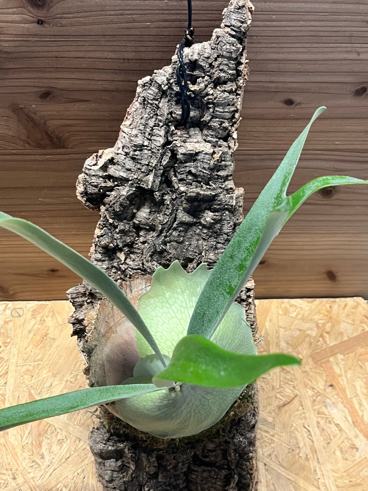 ビカクシダ ベイチー 'アーバンリバー' | GREEN LUCK