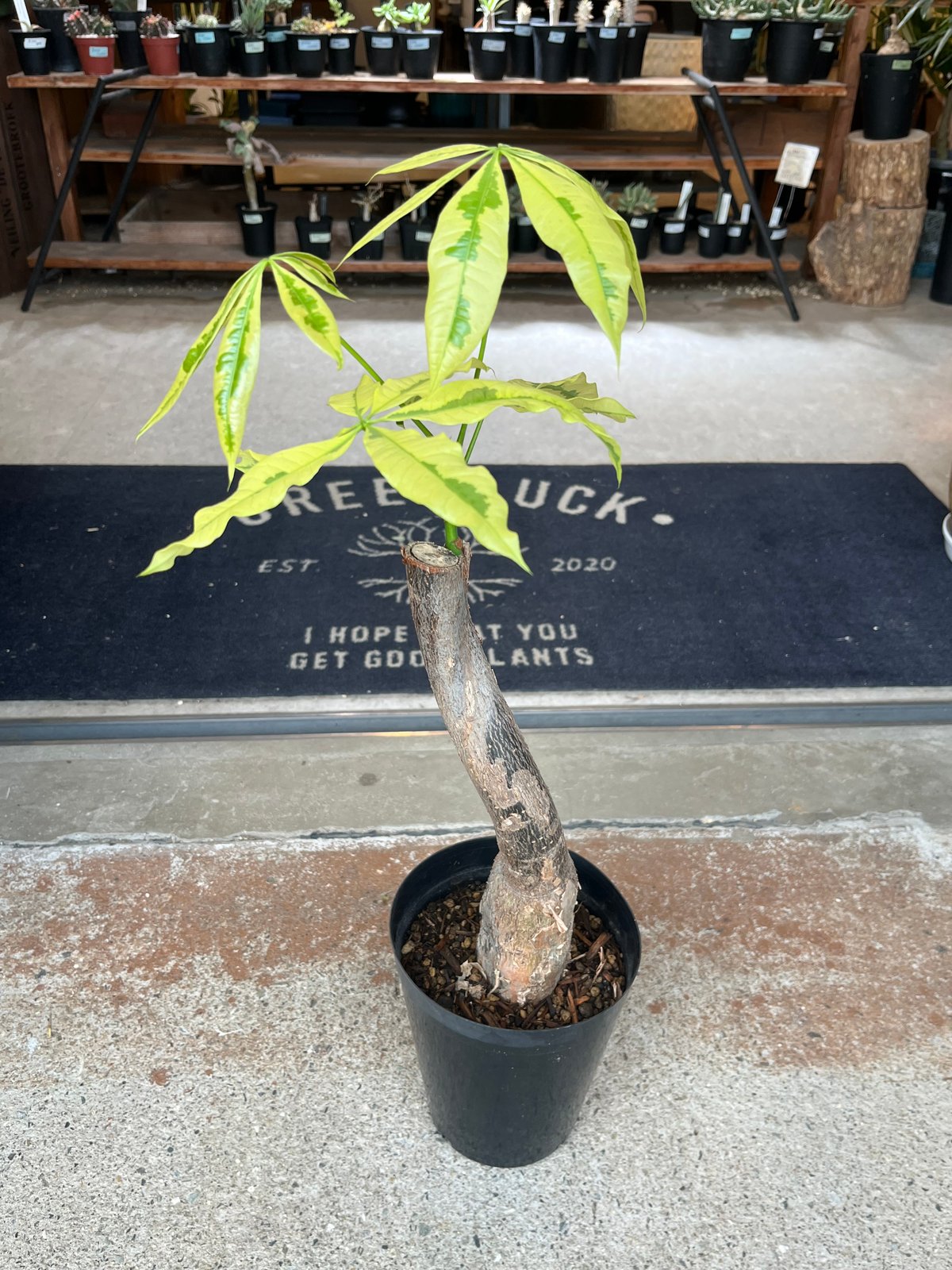 パキラ ムーンライト | GREEN LUCK