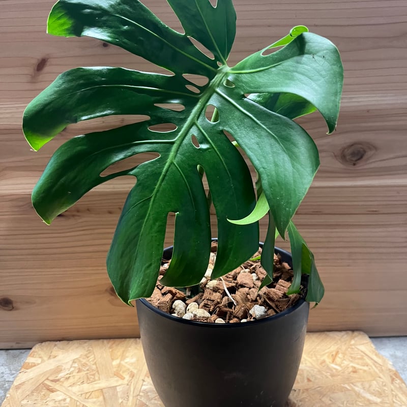 モンステラ デリシオーサ マクロコズム | GREEN LUCK