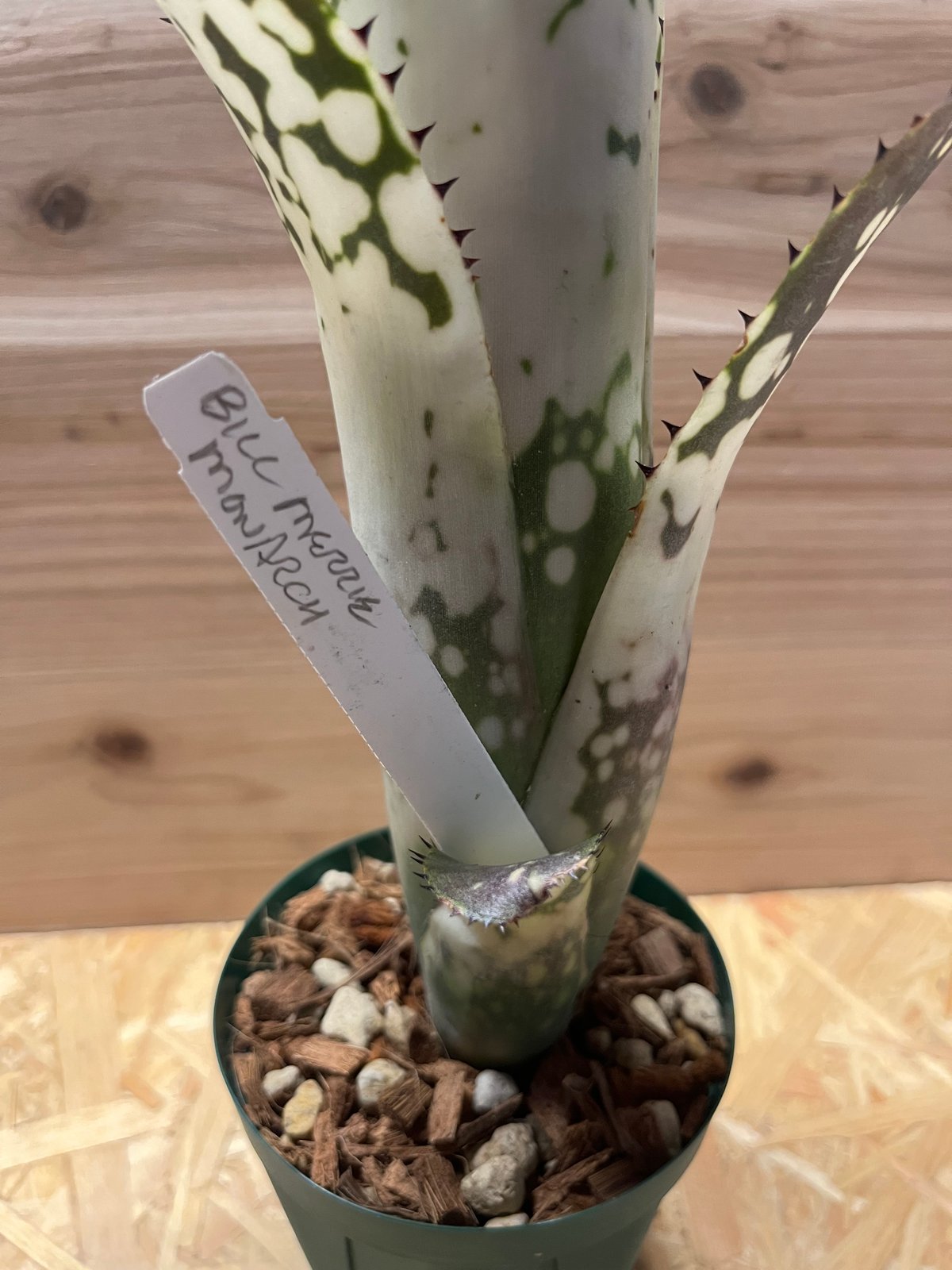 ビルベルギア メリーモナーク | GREEN LUCK