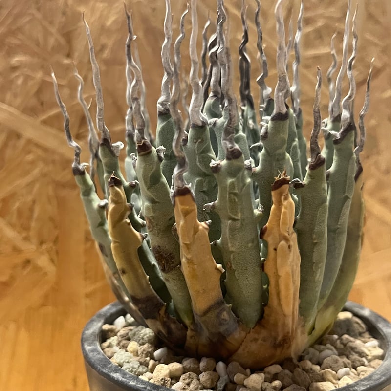 アガベ ユタエンシス エボリスピナ 陽炎 未発根 | GREEN LUCK