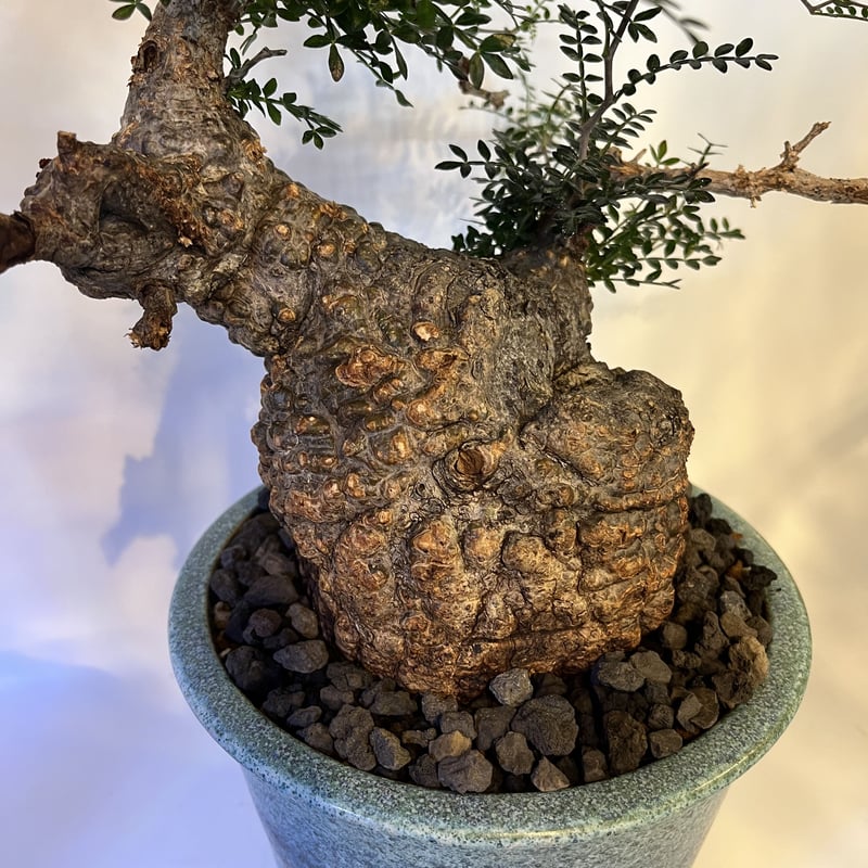 オペルクリカリア パキプス 現地発根済×伝市鉢 | GREEN LUCK